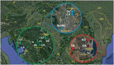 Island and Rensch’s rules do not apply to cave vs. surface populations of Asellus aquaticus